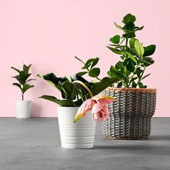 IKEA MUSKOT Plant Pot 17cm - Picture 6 of 12